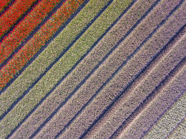 istock Aerial view Tulip field 1273658554