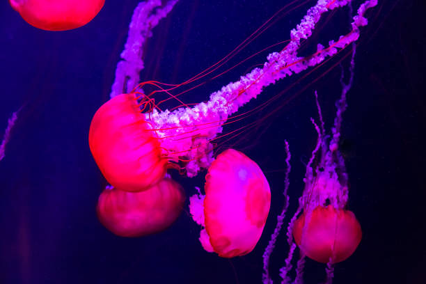 istock Beautiful jellyfish moving slowly in aquarium 1273658655