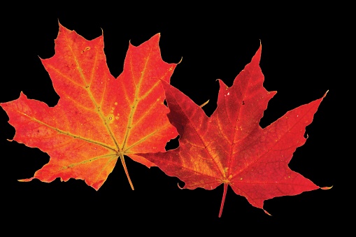 Close up macro view of gorgeous red maple leaves isolated on black background. Autumn concept.