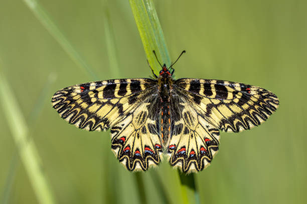 istock Southern festoon butterfly 1273659121