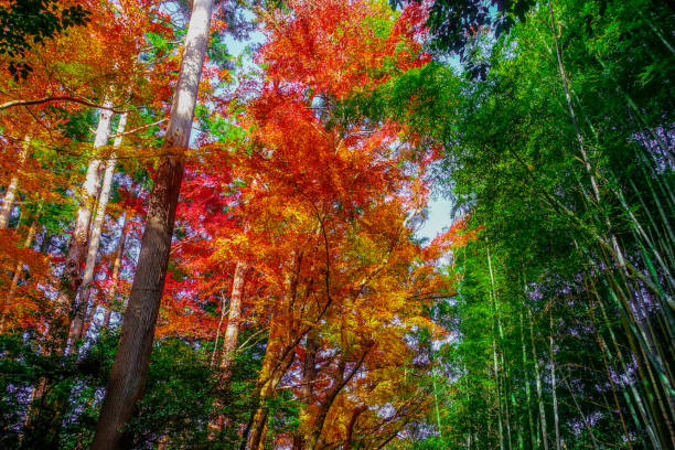 kyoto sagano w jesiennym sezonie liści, mała średnica bambusowego gaju, zielony bambusa i jasnoczerwone jesienne liście - sagano zdjęcia i obrazy z banku zdjęć