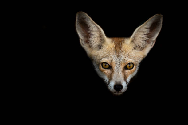 istock White footed fox or desert fox face in isolated black background at desert national park jaisalmer rajasthan india - Vulpes vulpes pusilla 1273660252