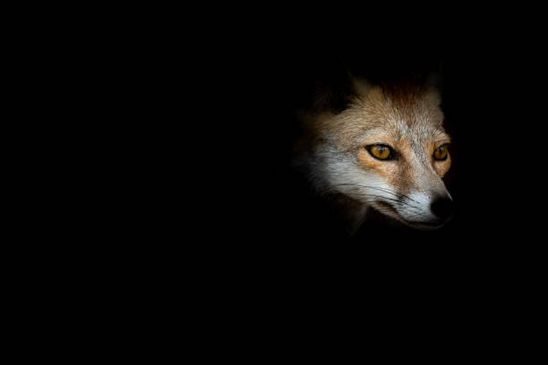 istock White footed fox or desert fox face in isolated black background at desert national park jaisalmer rajasthan india - Vulpes vulpes pusilla 1273660264