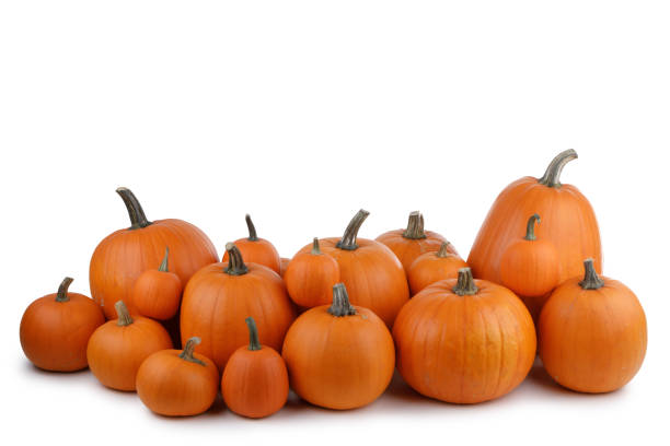 istock Many orange pumpkins isolated 1273660957