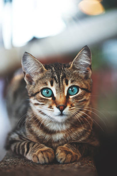홈 가든 월의 새끼 고양이 - kitten color image cute feline 뉴스 사진 이미지