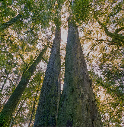 Rimu (Dacrydium cupressinum) in Whirinaki Forest