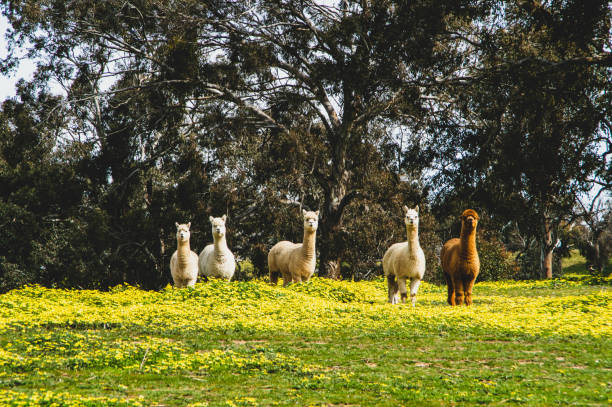 Five wooly alpacas stand looking toward the camera amidst a sea of yellow flowers. Alpacas are woolly animals and very cute.