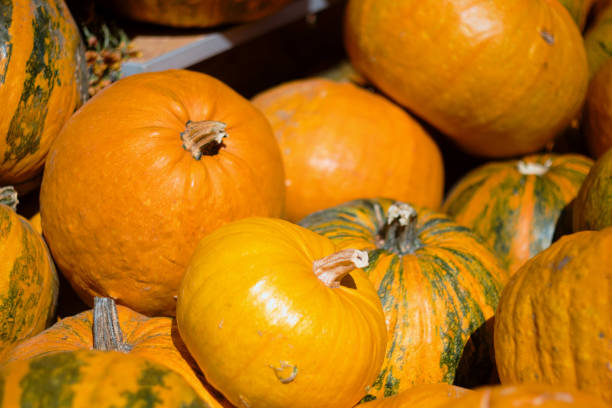 istock Orange and bright Halloween pumpkins 1273666053