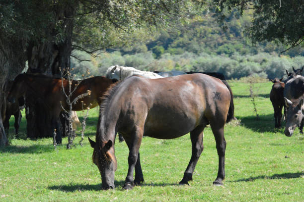 istock Horse graze in the meadow, surrounded by willows 1273666273
