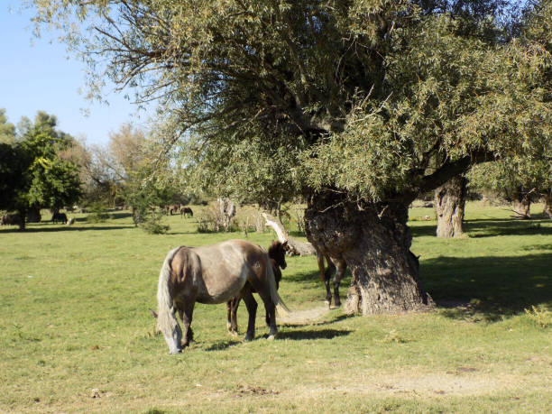 istock Horse graze in the meadow, surrounded by willows 1273666275