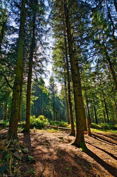 istock Coniferous forest in the Harz Mountains in Lower Saxony in Germany 1273667043