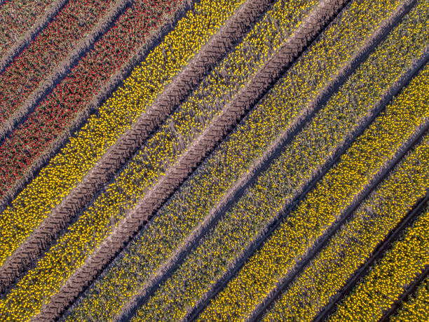 istock Aerial view Tulip field 1273667164