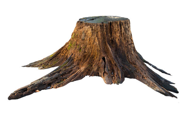 viejo tocón de árbol con musgo aislado en blanco - tronco fotografías e imágenes de stock