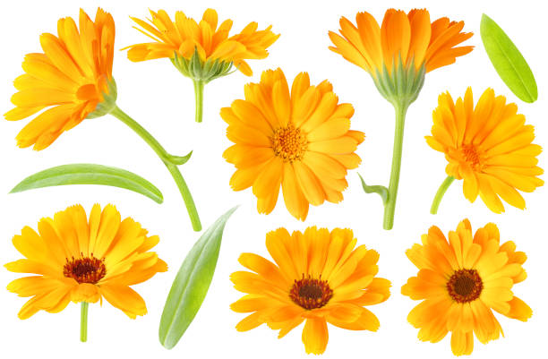 istock Calendula (marigold) flowers and leaves isolated collection 1273670121