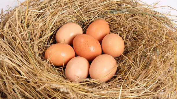 istock group of fresh brown chicken eggs in hay, chicken nest 1273670284