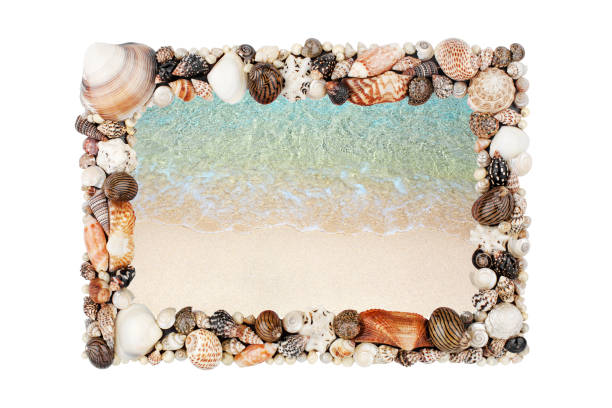 istock Sea shells frame white background isolated closeup seashells border, blue wave texture, sand beach, turquoise ocean water, summer holidays postcard, tropical island vacation, travel banner, copy space 1273670618