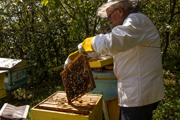 istock Senior man collecting honey 1273671617