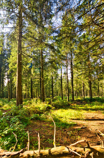 istock Coniferous forest in the Harz Mountains in Lower Saxony in Germany 1273672739