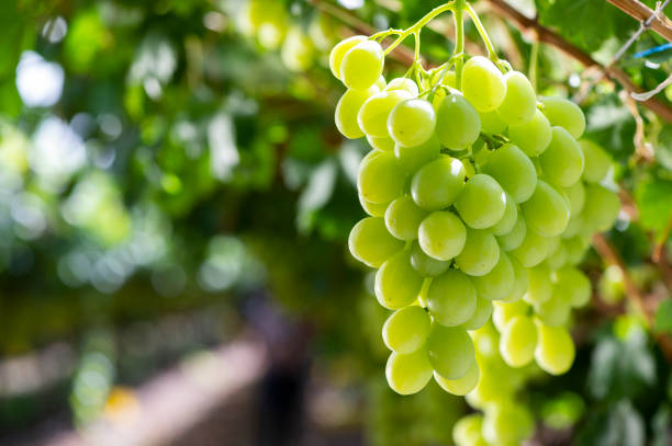 Table grapes on a vine in the desert vineyards in the Kalahari, Northern Cape, South Africa