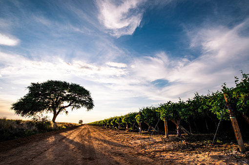 Dramatic sunrise skies over desert vineyards in the Kalahari, Northern Cape, South Africa