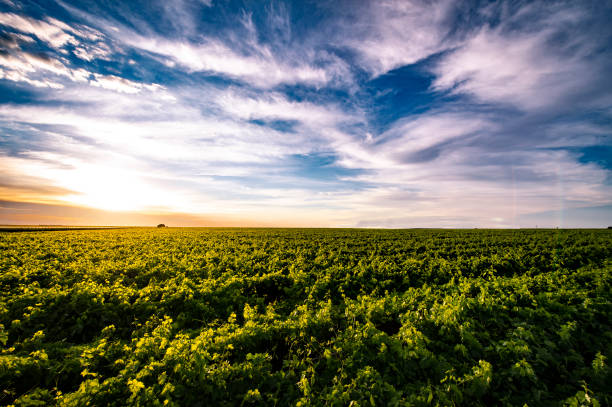 Dramatic sky over desert vineyards in the Kalahari, Northern Cape, South Africa