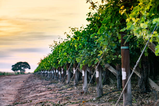 istock Low angle view of grape trellisses in Kalahari desert 1273673536