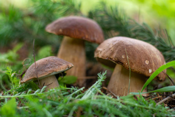 istock Mushroom boletus edilus. Popular white Boletus mushrooms in forest. 1273673614