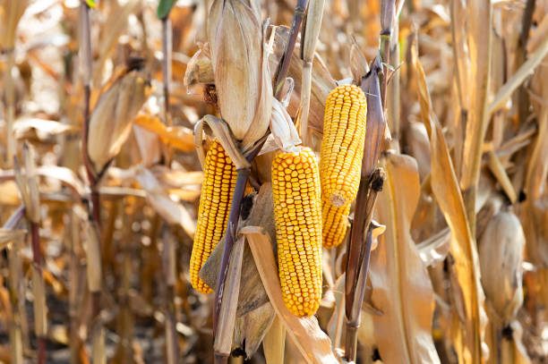 istock Ripe corn on the cob in a field ready for harvest 1273673665