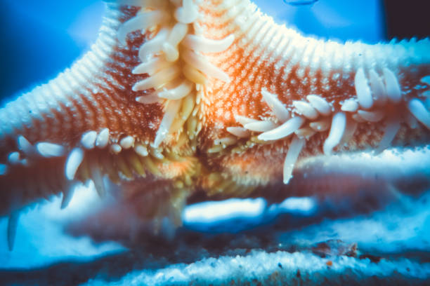 Starfish underwater close-up view Starfish underwater close-up view. Macro photography starfish endoskeleton stock pictures, royalty-free photos & images