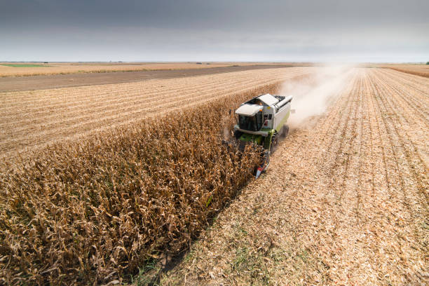 istock Combine Operator Harvesting Corn on the Field in Sunny Day. 1273673712