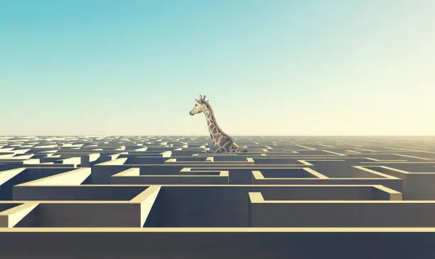 Photo of Giraffe above the labyrinth . Overcome difficult problems . This is a 3d render illustration .