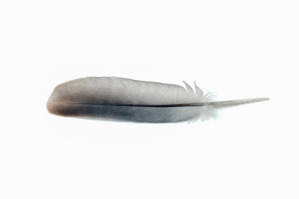 istock pigeon feather close-up on a white background 1273675232