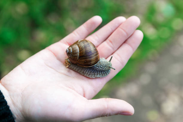istock Woman holds a snail in her hand, top view 1273675894