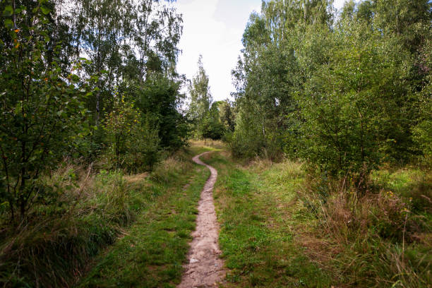 istock Pathway through the summer forest, beautiful summer landscape 1273675986