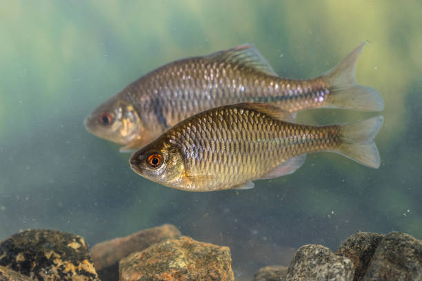 istock European bitterling fish natural environment 1273676367