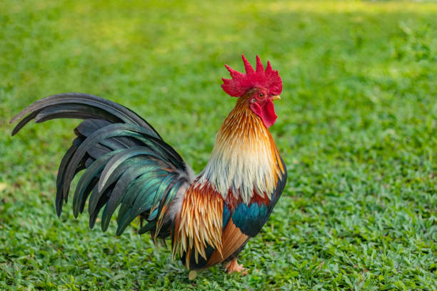 A rooster stood majestically on the sunny green lawn. A rooster stood majestically on the sunny green lawn. male red junglefowl gallus gallus stock pictures, royalty-free photos & images