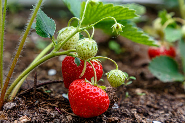 istock Ripe strawberries lie on the ground 1273678948