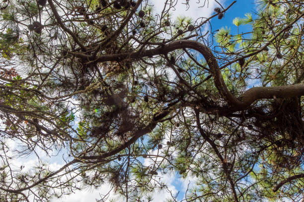 strange pines tree in the forest