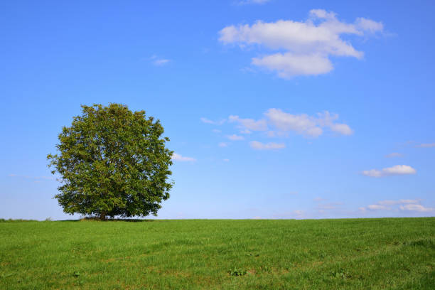 istock Landscape in Bavaria with a meadow with a deciduous tree against a blue sky 1273682098