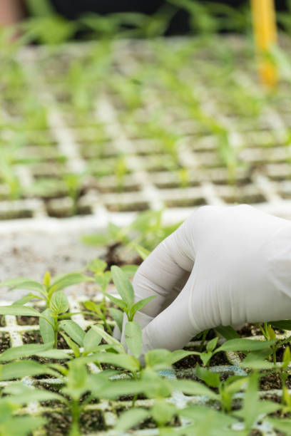 istock indoor ecological greenhouse with green leafy plants 1273682198