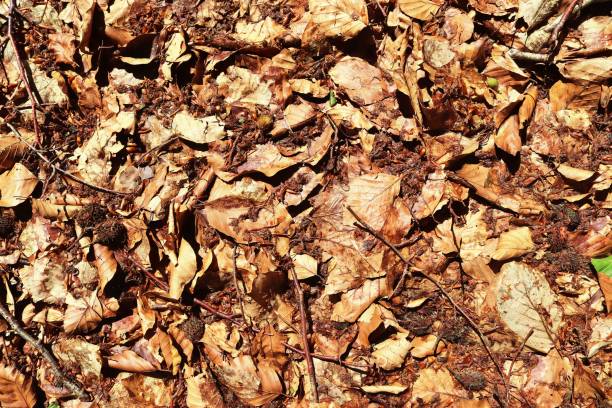 istock Detailed close up view on a forest ground texture with moss and branches 1273683635