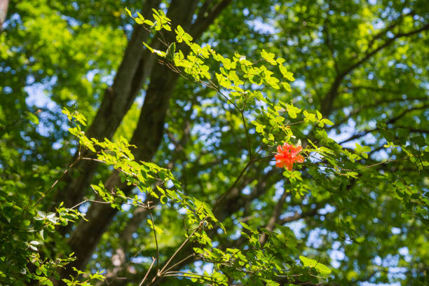 istock Japanese Forest in Early Summer 1273686366