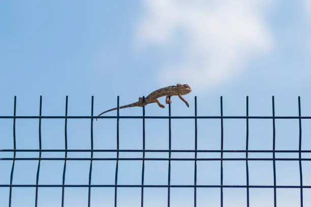 Chameleon barely advancing on wire fence in Turkey