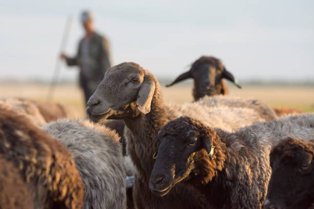 der hirte und eine herde astrachan schafe. - sheep wool meadow pasture stock-fotos und bilder