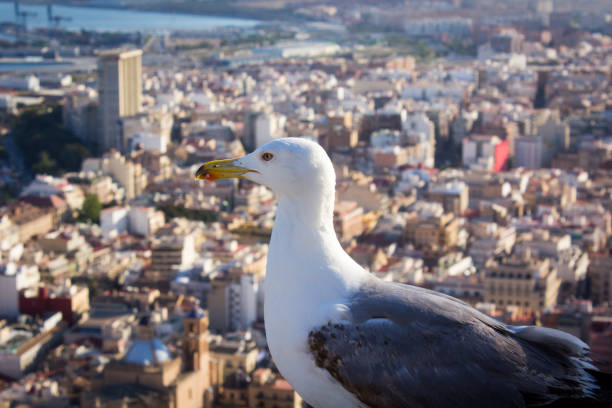 Seagull overlooking Alicante - fotografia de stock