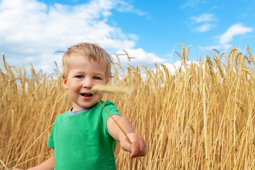 Candid portrait of cute adorable caucasian blond little toddler boy enjoy walking in ripe golden wheatfield giving wheat ear on bright sunny day. Carefree happy childhood at country farm concept.