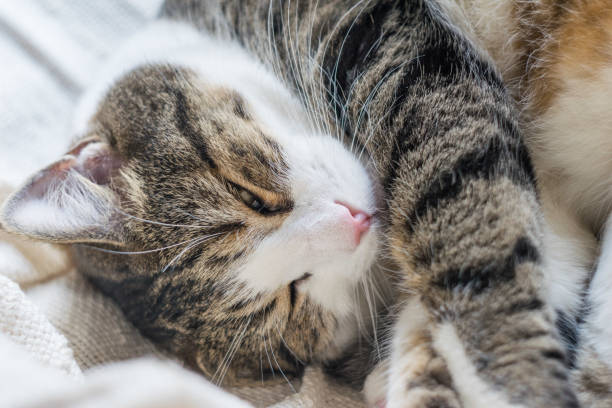 istock An adult tabby cat is lying on a light blanket. Selective focus, close-up. Cat day 1273687550