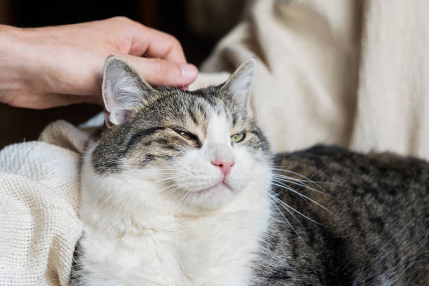istock Male hand stroking a cat. Cat is lying on a light blanket. Selective focus. Cat day 1273687571