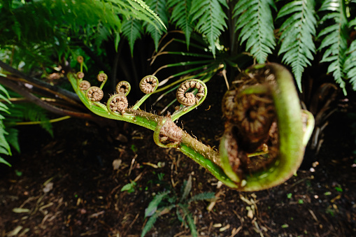 A fern unrolling young fronds in the tropical forest.