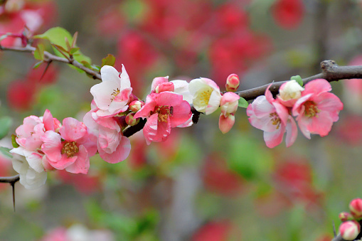 Chaenomeles specious, or often called Japanese quince and flowering quince, normally blooms in early spring, about the same time as cherry blossoms in Japan. The flowers are 3–4.5 cm in diameter, with five petals in red, pink or white color.